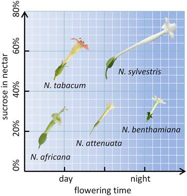 <mark class="highlighted">Nectar</mark> Sugar Modulation and Cell Wall Invertases in the <mark class="highlighted">Nectar</mark>ies of Day- and Night- Flowering Nicotiana